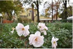 Several pink roses in the foreground. Liberty Hall Museum, a large yellow historic home, is out of focus in the background.