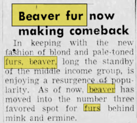A news article describing how beaver fur is making a comeback. The text is in black ink. 